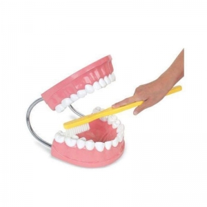 Mayfair Dental Teeth Model With Toothbrush